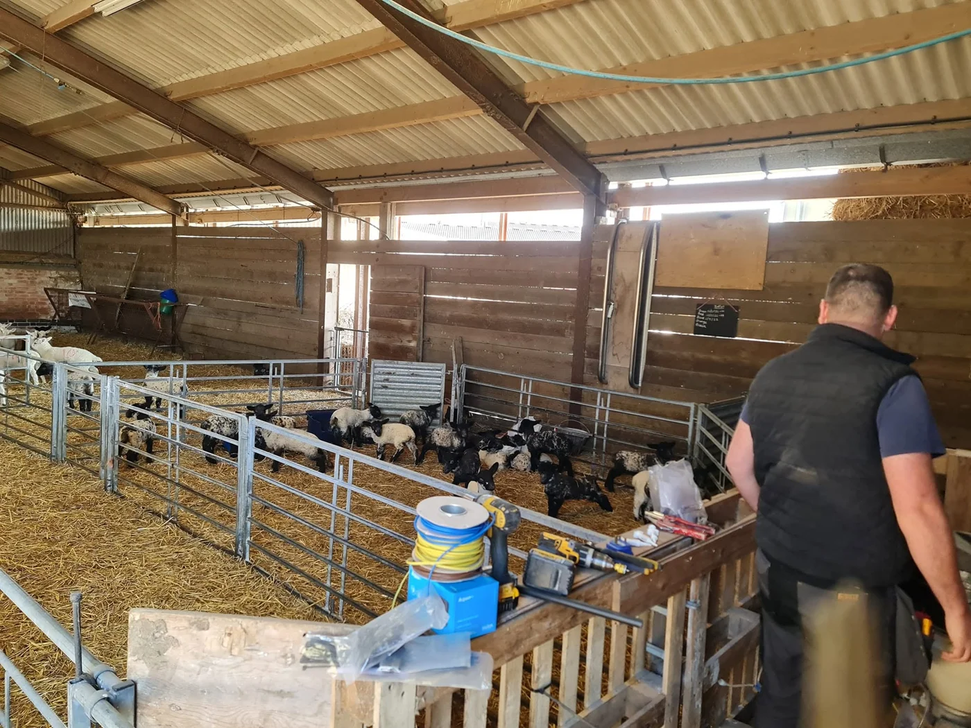 Sheep and lambs in pens inside a livestock building